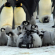 Image for article titled This Adorable Robotic Penguin Is Changing The Way We Study Animals
